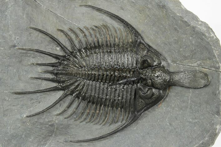 Spiny Psychopyge Trilobite - Top Quality Specimen #250018